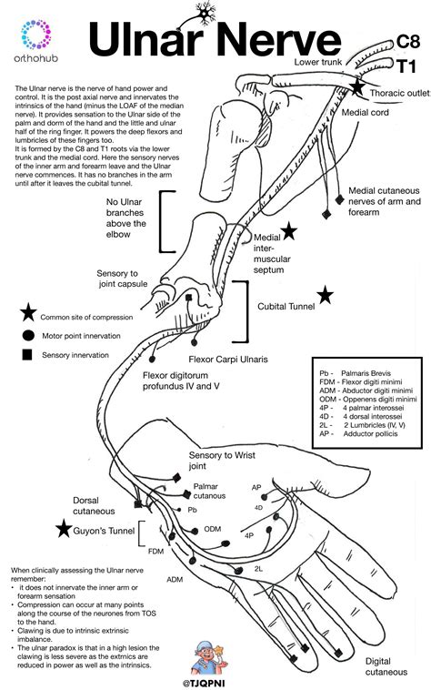 Ulnar Nerve Anatomy And Function The Ulnar Nerve Is Grepmed