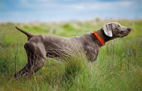 Pointing Dog Blog Breed Of The Week The Weimaraner Part 1