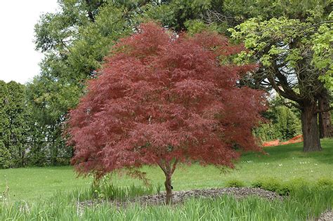 Check spelling or type a new query. Dwarf Red Pygmy Japanese Maple (Acer palmatum 'Red Pygmy ...