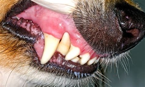 Diagnosis and treatment of gum disease in dogs. Canine Periodontal Disease: Does my dog have gum disease?