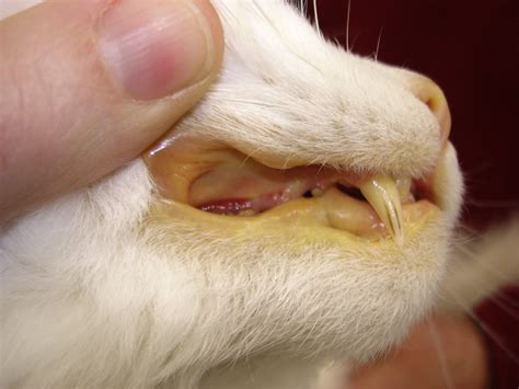 Feline Cholangitis Veterinary Clinics Small Animal Practice