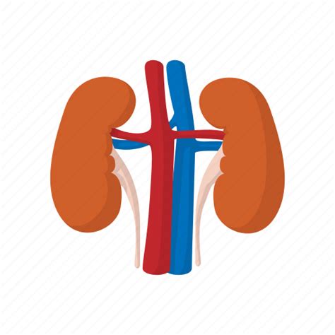 Anatomy Body Cartoon Health Kidney Medical Science Icon