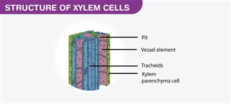 Xylem Parenchyma Structure Function Elements Of Xylem