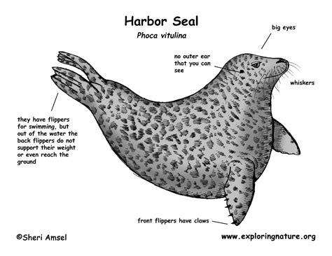 Seal Harbor