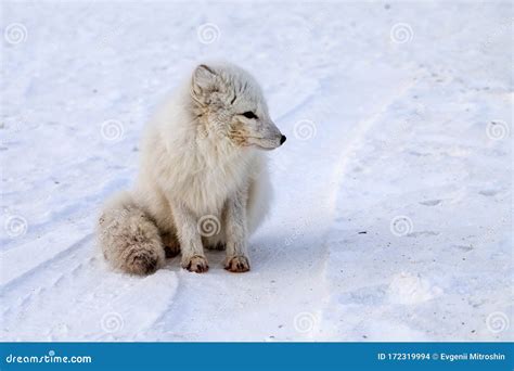 Wildlife Northern White Fox In Natural Habitat Arctic Fox In The Snow