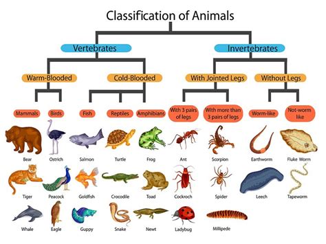 Types Of Animal Classification