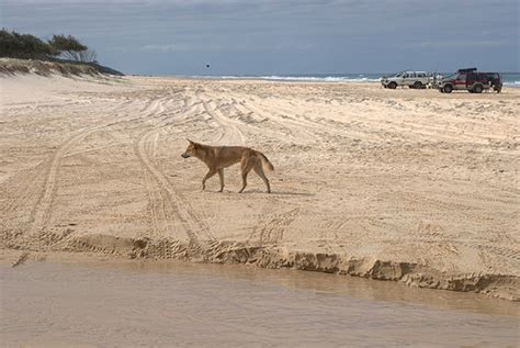 Theres No Place Like Oz Discover Fraser Island In 2 Days With Cool