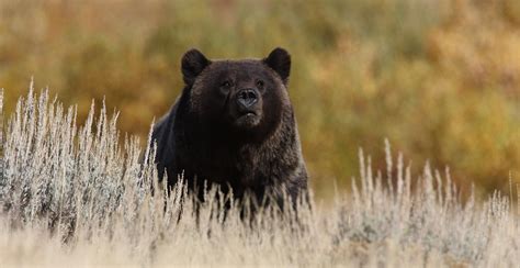 Yellowstone Wildlife Safari | Off the Beaten Path