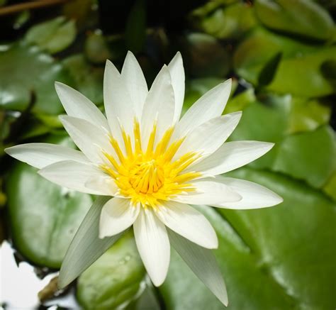 White Lotus David Fraser Flickr