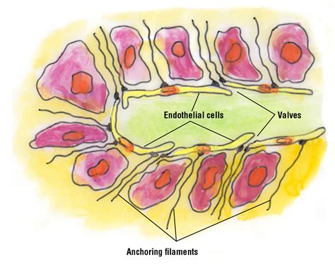 Theoretical Bases Lymphmed