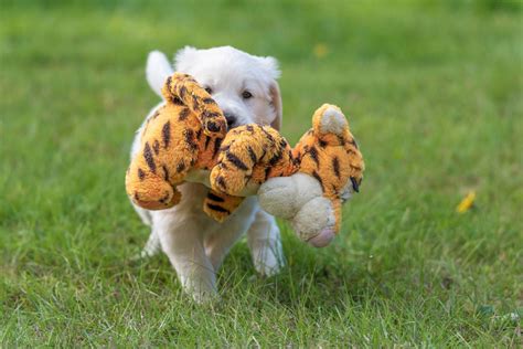 We offer golden retriever puppies and golden retriever stud services. 11 orphaned golden retriever puppies ready for adoption ...