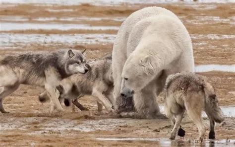 Polar Bears Fight Wolves Imedia