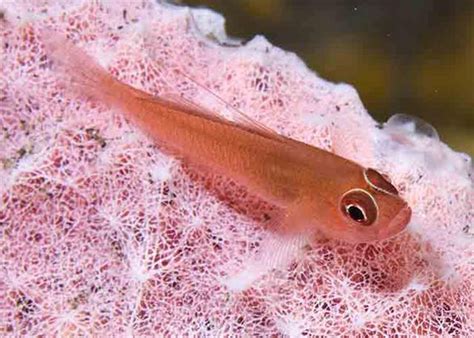Section Fish Library Group Gobies Species Trimma Benjamini Ring Eye Dwarf Goby