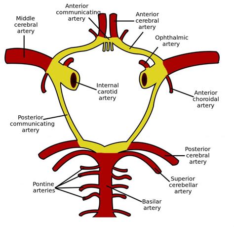 Arterial Supply To The Brain Carotid Vertebral Teachmeanatomy