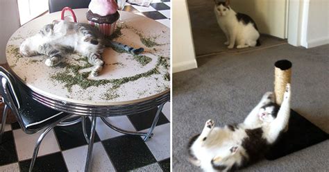 20 Hilarious Times Cats Found Catnip And Things Escalated Quickly