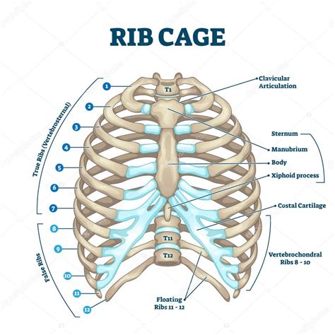 The first and foremost approach to detecting the cause or your rib cage pain is to sit down, relax. What Body Parts Are Under The Rib Cage / Pin On Human Anatomy Organs - It is made up of curved ...