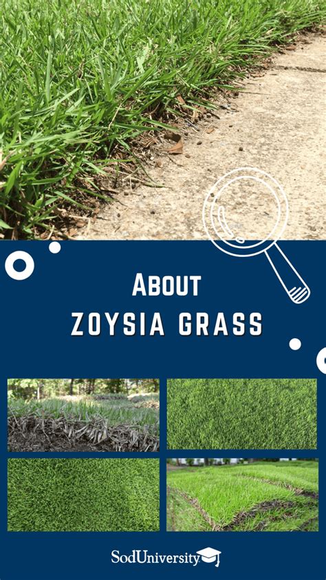 Zoysia Sod Facts Sod University Sod Solutions