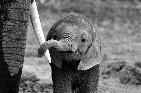 Estas Imágenes De Elefantes Bebés Te Van A Alegrar El Día Nexofin