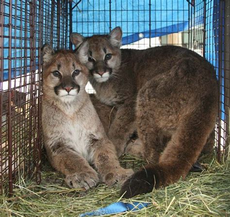Orphaned Cougar Kitten Rainier Arrives At The Wildcat Sanctuary
