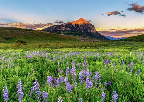 Crested Butte Wildflowers Photograph By Daniel Forster Photography
