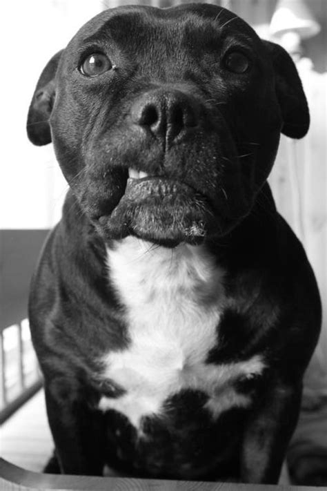 When you see a pitbull terrier mix black and white, you will see that they are like a normal pitbull with a beautiful two colors of coat. dog cute Black and White white black pit bull pit bull ...