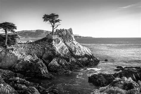 Lone Cypress Standing On A Granite Hillside Off California Flickr