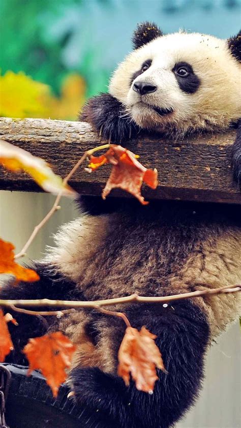 3d Panda Bear🐼 Cute Wild Animals Animals Panda Bear