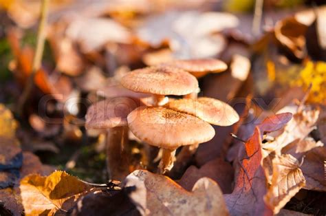 Fall Mushrooms Stock Image Colourbox