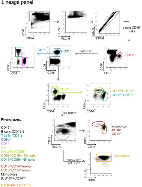 Gating Strategy For The Lineage Cell Flow Cytometry Panel Download