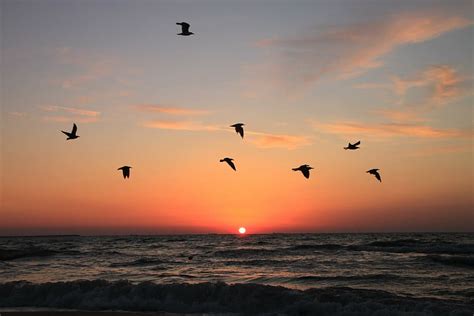 Hd Wallpaper Birds Flying During Sunset Seagulls Sunrise Water Sky