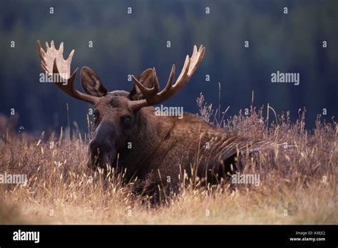Bull Moose Alces Alces Bull Bedded Down In Clearing At Sunset