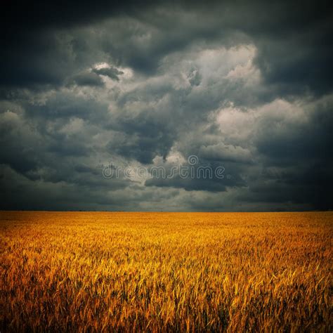 Dark Clouds Over Wheat Field Stock Photo Image Of Nature Dusk 26321664