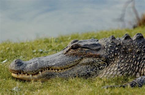 How Far North Do Alligators Live Quora