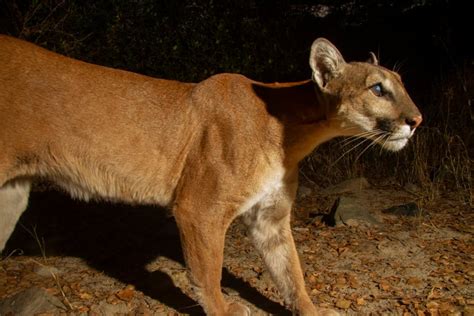 Wildlife Photographer Comes Face To Face With A Mountain Lion Petapixel