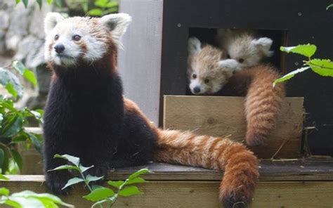 Melting Your Heart With Adorable Red Panda Twins At Longleat Wildlife Park