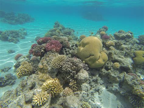 Free Images Sea Ocean Coral Reef Invertebrate