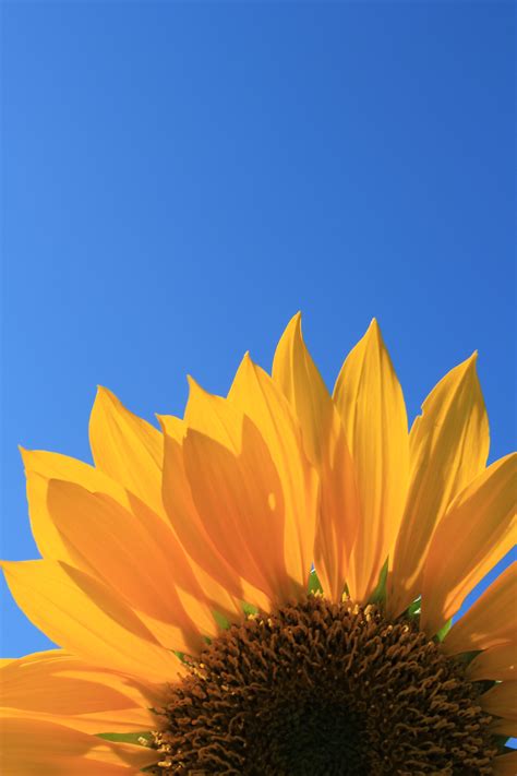 Yellow Sunflower Closeup Photography Hd Wallpaper Wallpaper Flare