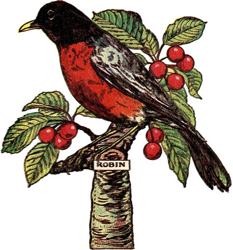 Free Robin Clip Art Image With Cherries The Graphics Fairy