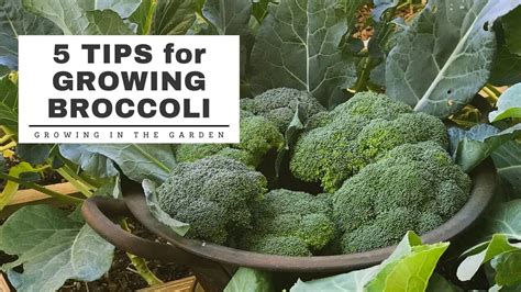 Best Tips For Growing Broccoli Growing In The Garden