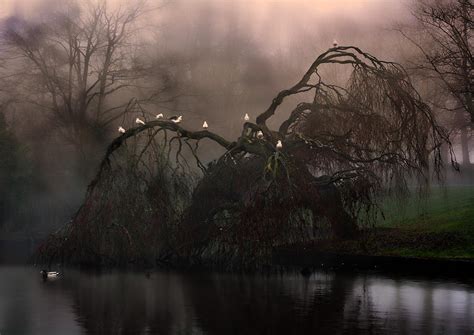 Eerie Weeping Willow Tree In The Fog Photograph By Ken Biggs