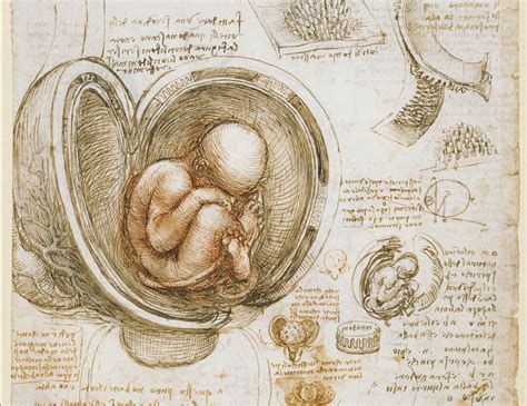What Makes Human Pregnancy Unique Elife Science Digests Elife