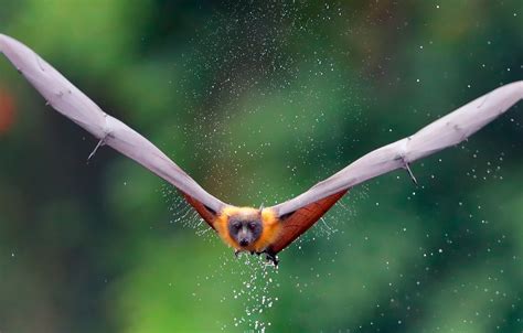 flying foxes wallpapers wallpaper cave