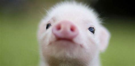 Free Download Cute Pig Wallpapers Cute Baby Pig Backgrounds 1024x500