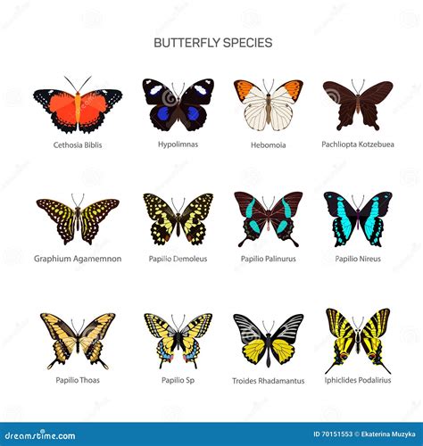 Butterflies Vector Set In Flat Style Design Different Kind Of