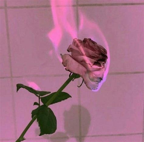Pin By Shawty On Roses Pastel Pink Aesthetic Pink Aesthetic Neon