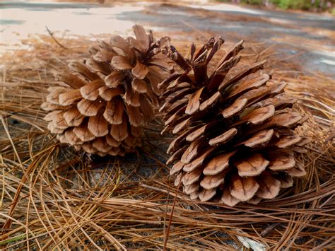 Pine Cones Needles Wallpaper Hd Nature 4k Wallpapers Images And