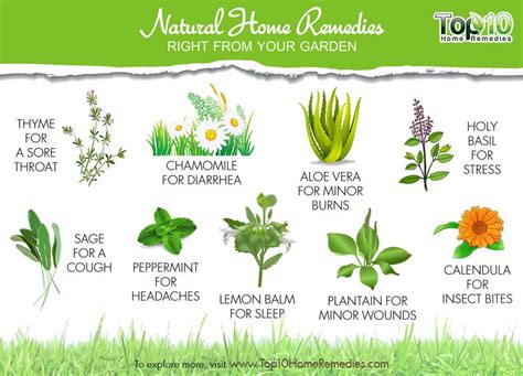 10 Natural Home Remedies Right From Your Garden Top 10 Home Remedies