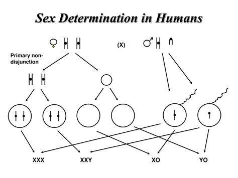 Ppt Sex Determination Powerpoint Presentation Free Download Id6389287