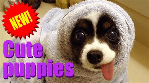 Cute Puppies Doing Funny Things 2020 Baby Dogs And Baby Animals Youtube