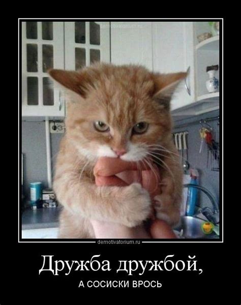 Фото приколы смешные до слез с надписями про котов и кошек